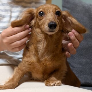 小さいMダックスのオコゼちゃん♡