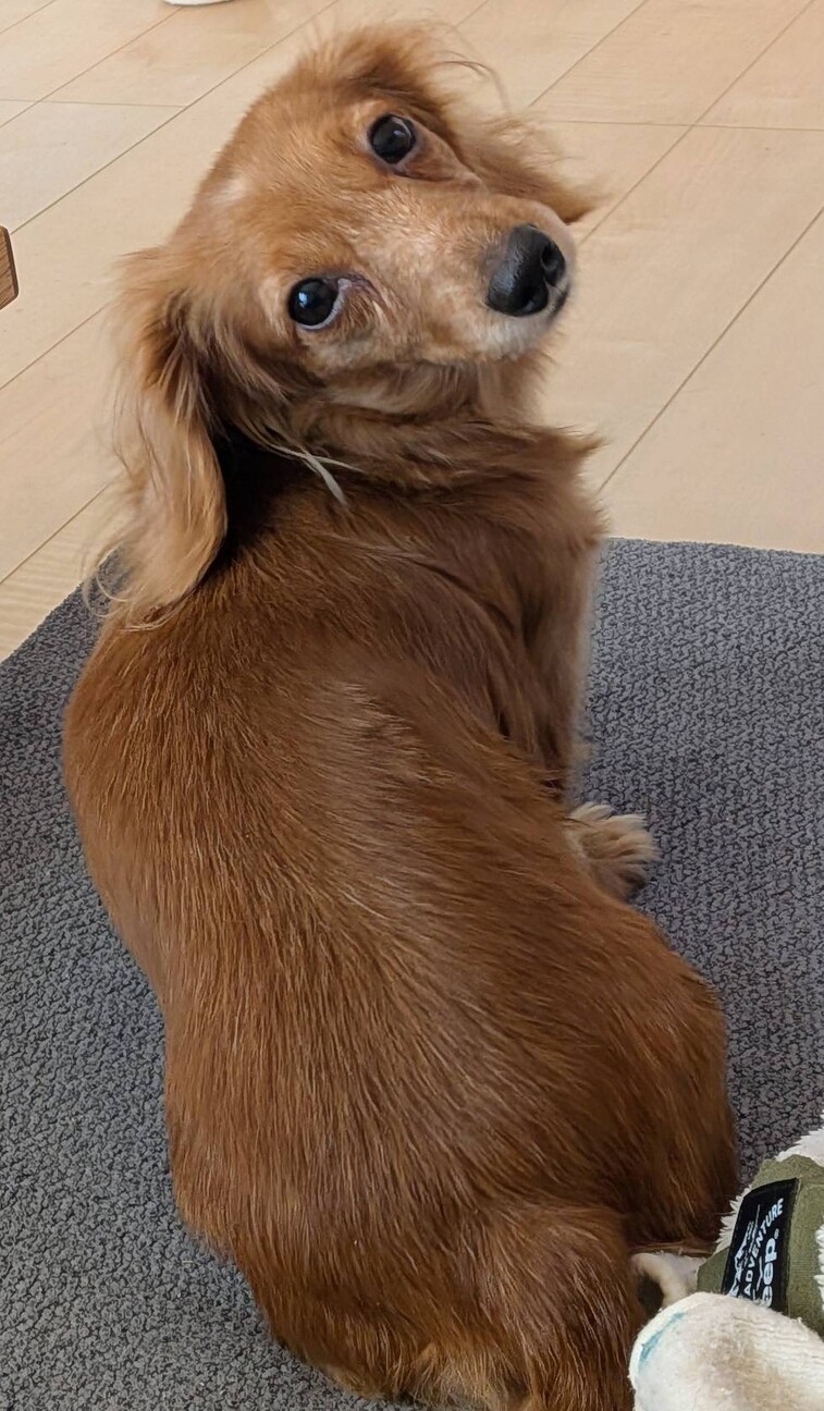 小さいMダックスのオコゼちゃん♡ サムネイル3