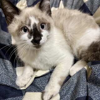 1／4千駄木で待ってます❤️ロロくん3ヶ月