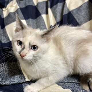 1／4千駄木で待ってます❤️ララちゃん3ヶ月