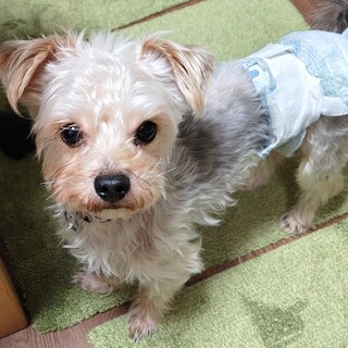 お散歩は練習中元気な男の子くぅ