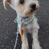お散歩は練習中元気な男の子くぅ サムネイル7