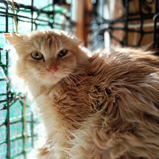 ペルシャミックス 茶トラ 7ヶ月 男の子