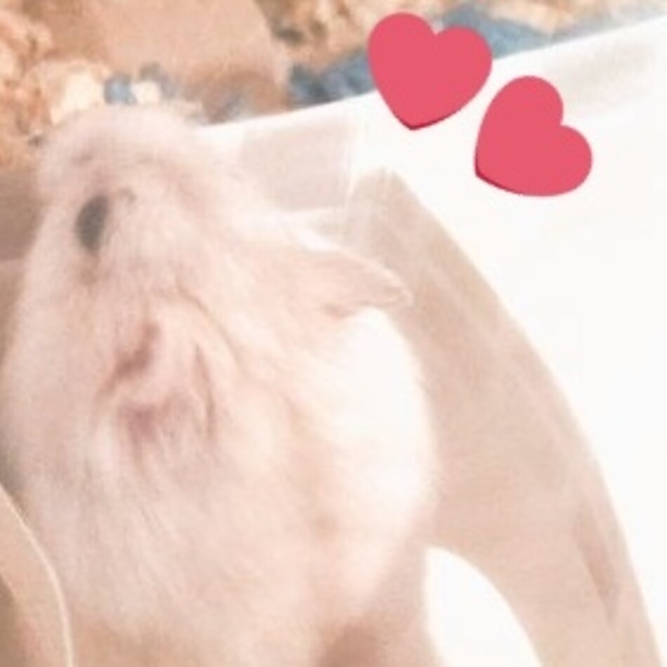 れいのカバー写真