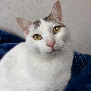 犬的な甘えん坊兄弟のしんくん、優しい性格