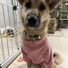 野犬　みりん サムネイル3