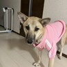 野犬　みりん サムネイル5