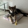 野犬の仔犬　ティアラ サムネイル3