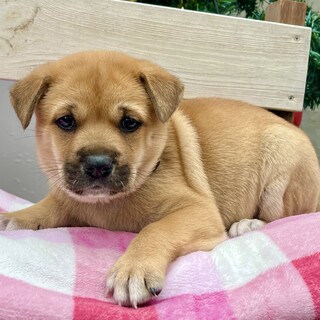 生後2か月子犬☆おっとりタイプの福ちゃん