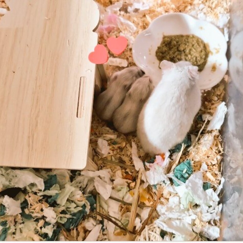 ニナのカバー写真