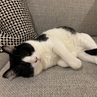 【】お留守番も安心★落着いた甘えん坊