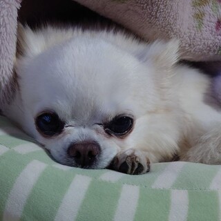 白いチワワの男の子、ラッキー　里親大募集！