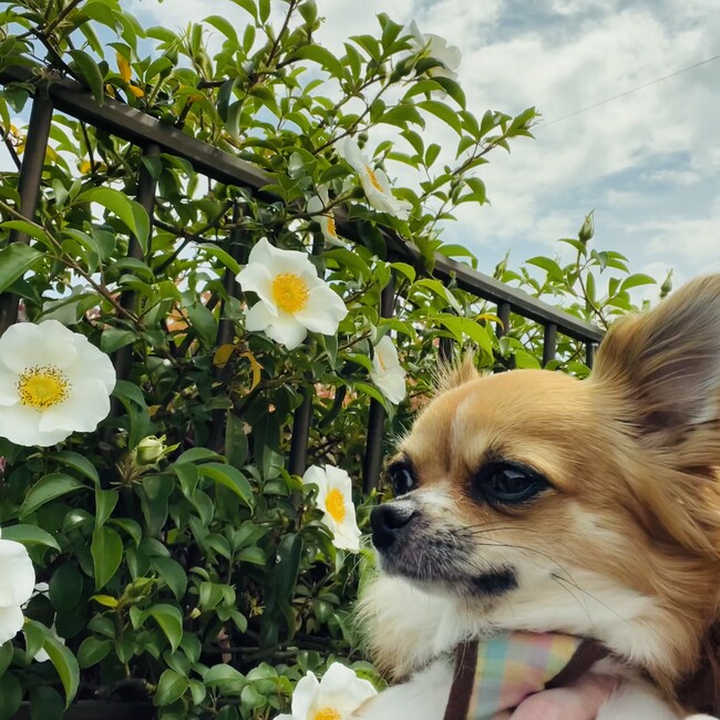 みみ98のカバー写真