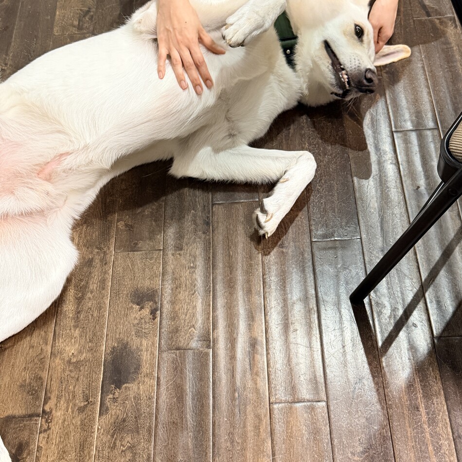 シンバのカバー写真