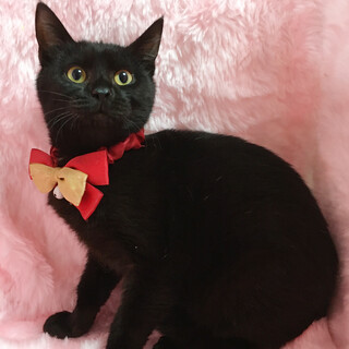 �W�W�݂����ȍ��L�̎q�L�w�m�A�����x6�J��