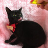 ジジみたいな黒猫の子猫『ノアちゃん』6カ月 サムネイル3
