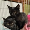 ジジみたいな黒猫の子猫『ノアちゃん』6カ月 サムネイル5