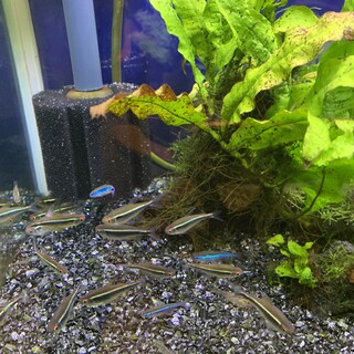 ブラックネオンテトラ 6～10匹／自家繁殖個体