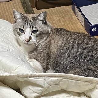 飼い主を亡くしました／人懐っこい7歳の猫です