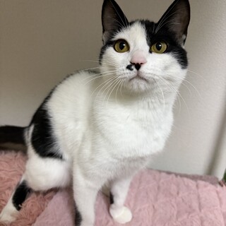 ⭐️初めて飼う方にもおすすめ⭐️見学可⭐️