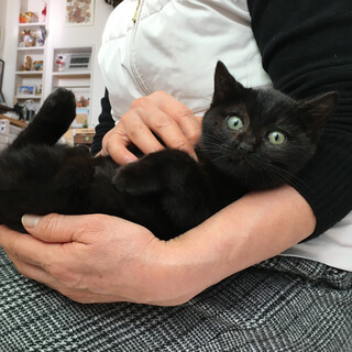 ずっと抱っこ♪甘えん坊『くろまる』３カ月