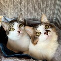 「スッキリ」と「モフモフ」の兄弟猫！
