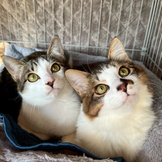 「スッキリ」と「モフモフ」の兄弟猫！
