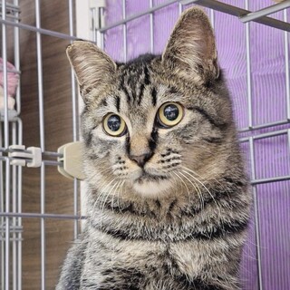 【募集一時停止】正統派キジトラ❤️めかぶくん