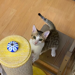 【半年♂】初心者歓迎　キジ白　東くん