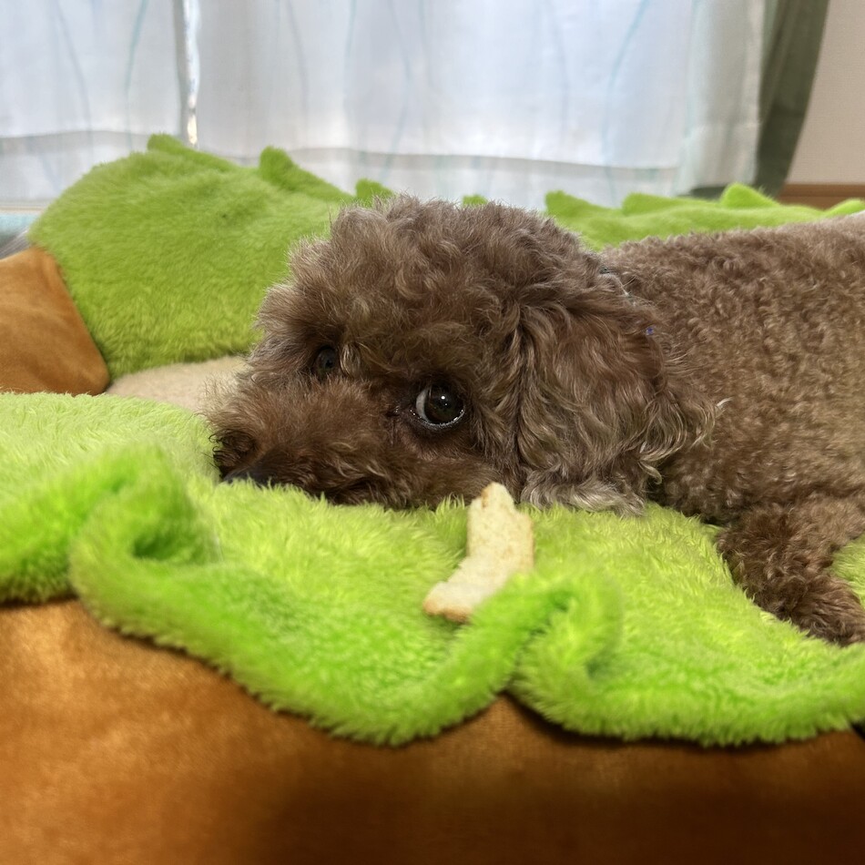 しじみのカバー写真