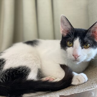 【四か月♂】尻尾LOVER　白黒コンパスくん