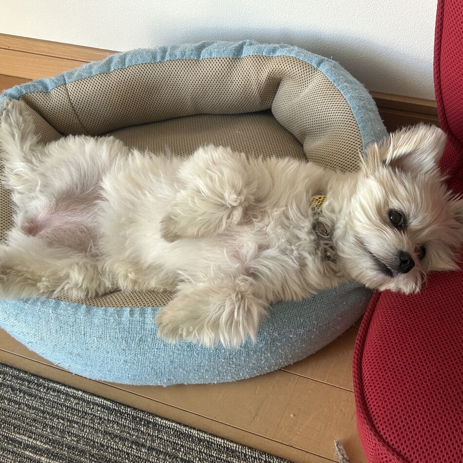 あさりのカバー写真