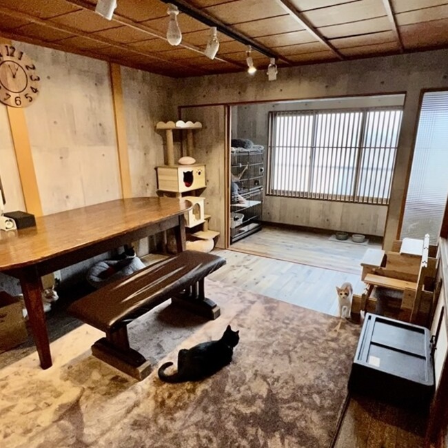 保護猫カフェneu。ねうのカバー写真