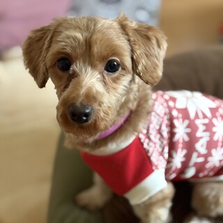 明るく元気な女の子 プードルMIX