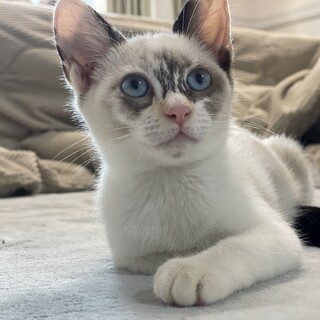 【二か月♀】シャムmix チーズちゃん