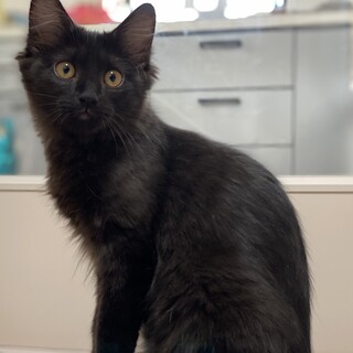 【四か月♀】黒猫　長毛　サンダースちゃん
