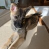 お問い合わせを頂きましたオス子犬 サムネイル5