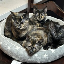 名古屋市緑区猫の譲渡会 サムネイル1