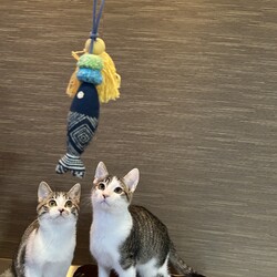 名古屋市緑区猫の譲渡会 サムネイル2