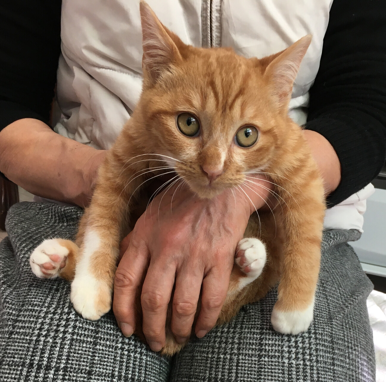 ずっと抱っこ♪ぬいぐるみみたい『ちゃまる』３カ月 サムネイル3