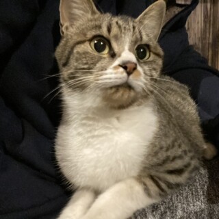 里親さん募集です