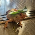 フトアゴヒゲトカゲ