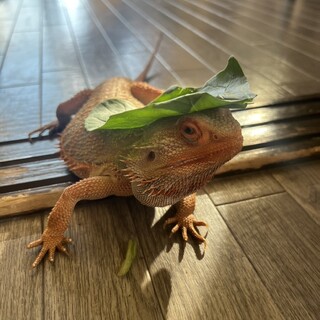 フトアゴヒゲトカゲ