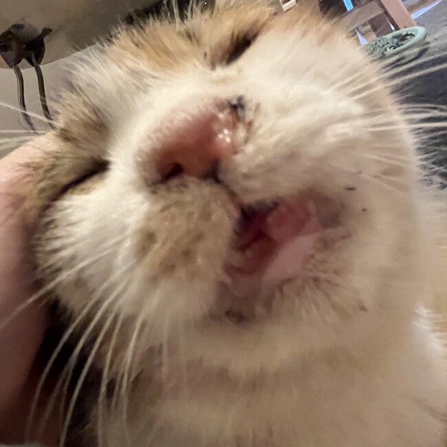 えびつのカバー写真