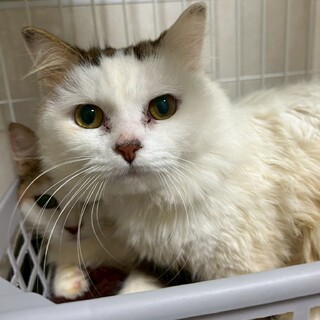 【マンチカンMIX】モフモフ長毛★モーガンくん