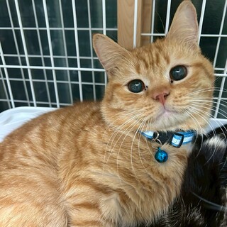 【マンチカンMIX】小柄な茶トラ男子★しょうたくん