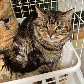 【アメショMIX】ちょっとだけビビり★ゆきちくん