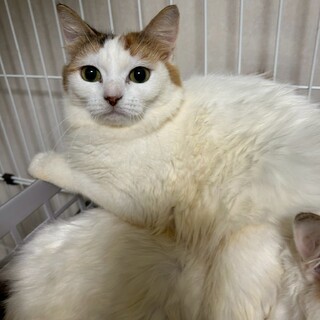 【マンチカンMIX】白三毛美猫さん♡キャシーちゃん