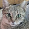 子猫です サムネイル6