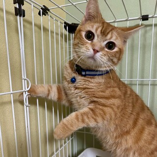 【マンチカンMIX】オモチャ大好き★カラメルくん